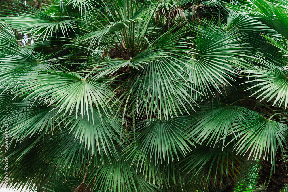 palm leaves palm leaves