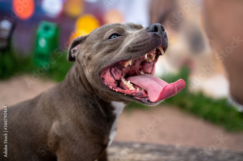 portrait of a beautiful dog staffordshire terrier