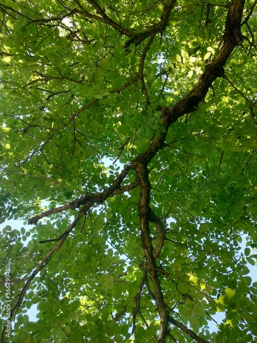 Under a beautiful green tree on a sunny day.