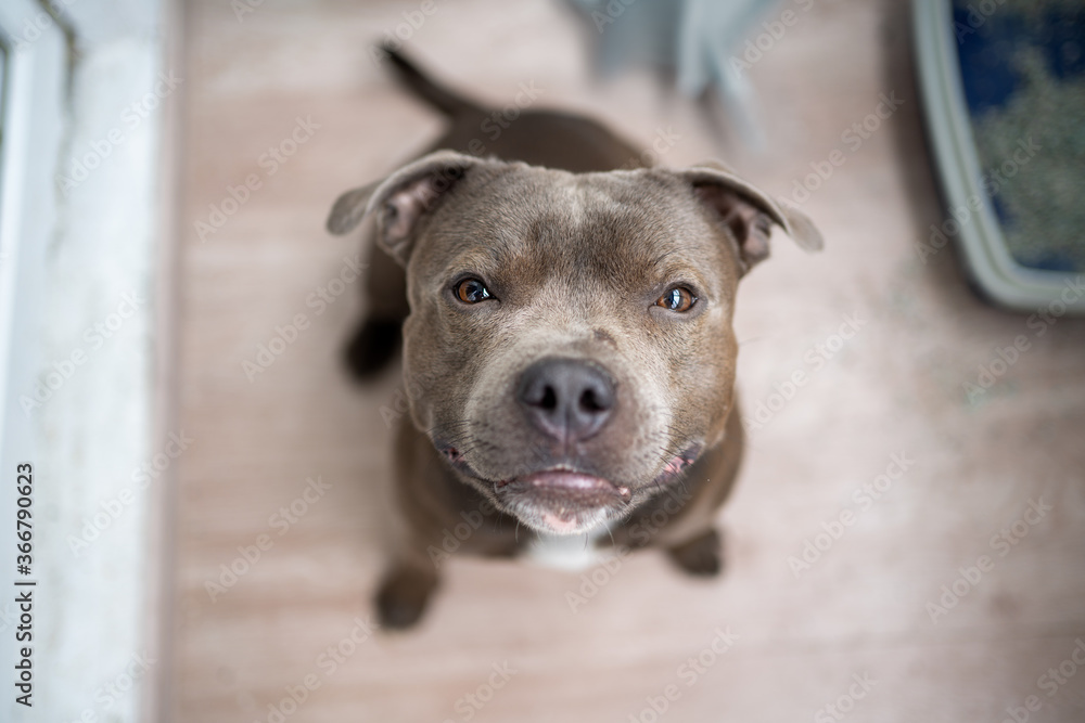 portrait of a beautiful staffordshire terrier dog