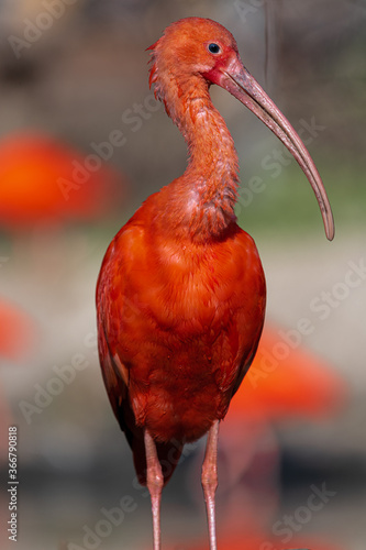 Scarlet Ibis (Eudocimus ruber) Bird