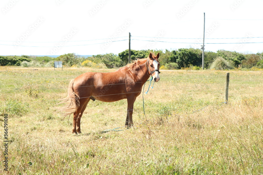 Fototapeta premium Horses under the morning sun are examples of strength, speed, lightness, and agility