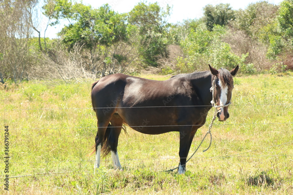 Horses under the morning sun are examples of strength, speed, lightness, and agility Horses under the morning sun are examples of strength, speed, lightness, and agility