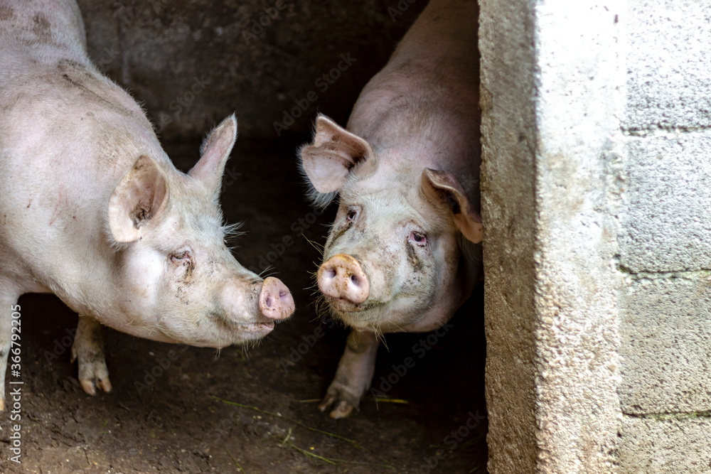Image of two pigs waiting for food at pigsty.Pink pigs at the organic farm.Animals on hay and straw at pig breeding farm.Close-up a large pig in farm.Pig in nature farming.Animal portrait.Copy space. Image of two pigs waiting for food at pigsty.Pink pigs at the organic farm.Animals on hay and straw at pig breeding farm.Close-up a large pig in farm.Pig in nature farming.Animal portrait.Copy space.