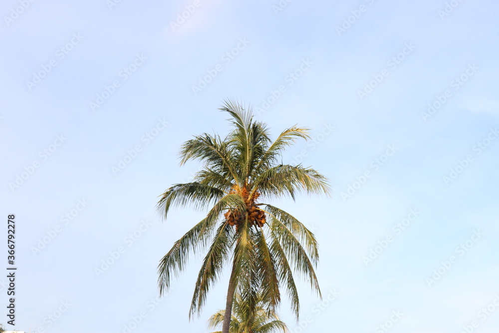 palm tree with blue sky background palm tree with blue sky background