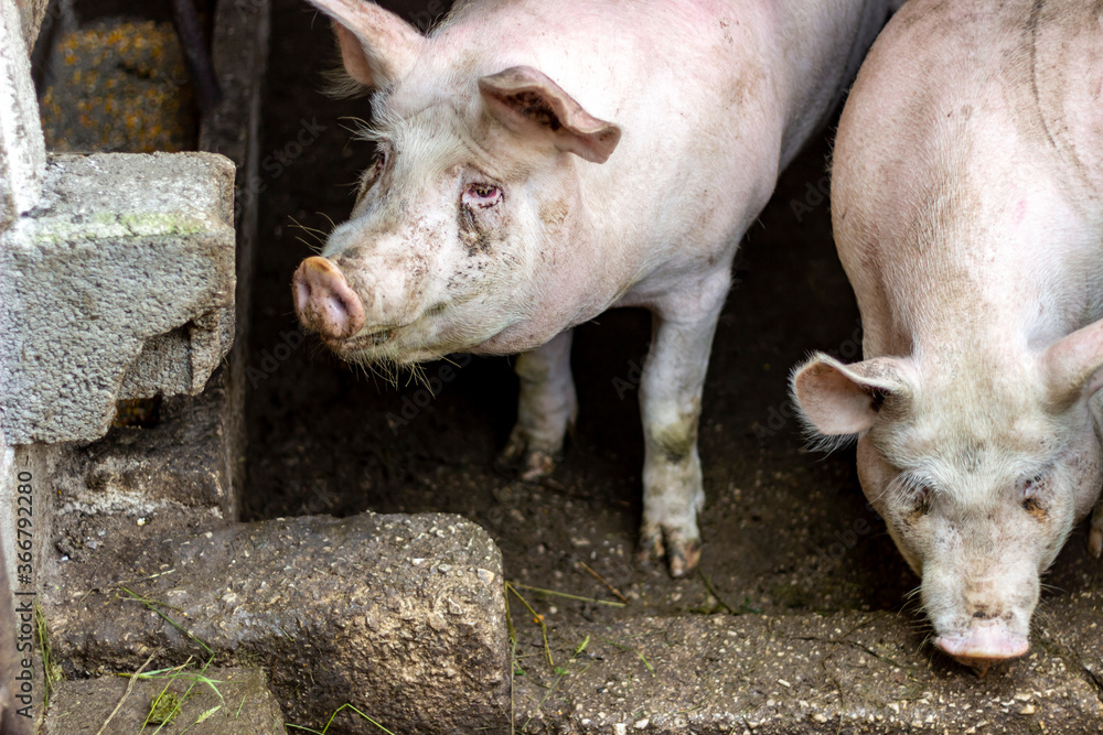 Two piglets standing on a field outside on a pig farm,looking for food.The farm pig ,walking in the sty.Pink pigs on the farm.Swine at the farm.Animal indoor on a farm yard.Animal potrait.Close up. Two piglets standing on a field outside on a pig farm,looking for food.The farm pig ,walking in the sty.Pink pigs on the farm.Swine at the farm.Animal indoor on a farm yard.Animal potrait.Close up.