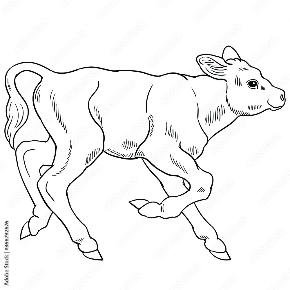Fototapeta premium Hand drawn vector of calf isolated on white background for coloring page. Black and white stock illustration of baby cow for coloring book.