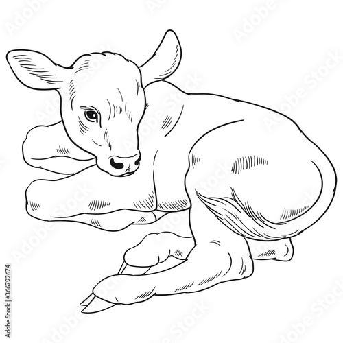 Hand drawn vector of calf isolated on white background for coloring page. Black and white  stock illustration of baby cow for coloring book.