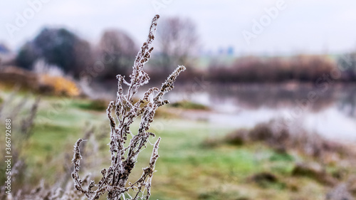 Frost-covered dry shoots of grass on the river bank