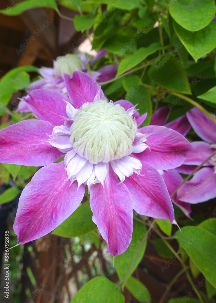 Obraz premium Lila und weiß blühende Clematis