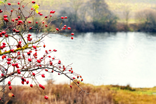 Fototapeta Naklejka Na Ścianę i Meble -  Rose hip bush with red berries on the shore river