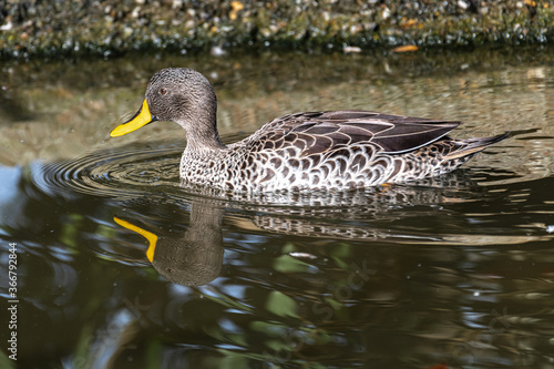 Swimming Yellow-billed Duck (Anas undulata)