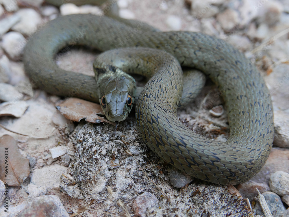 closeup photography of a snake, Natrix astreptophora, barred grass snake, picture taken in Garraf near Barcelona Spain.