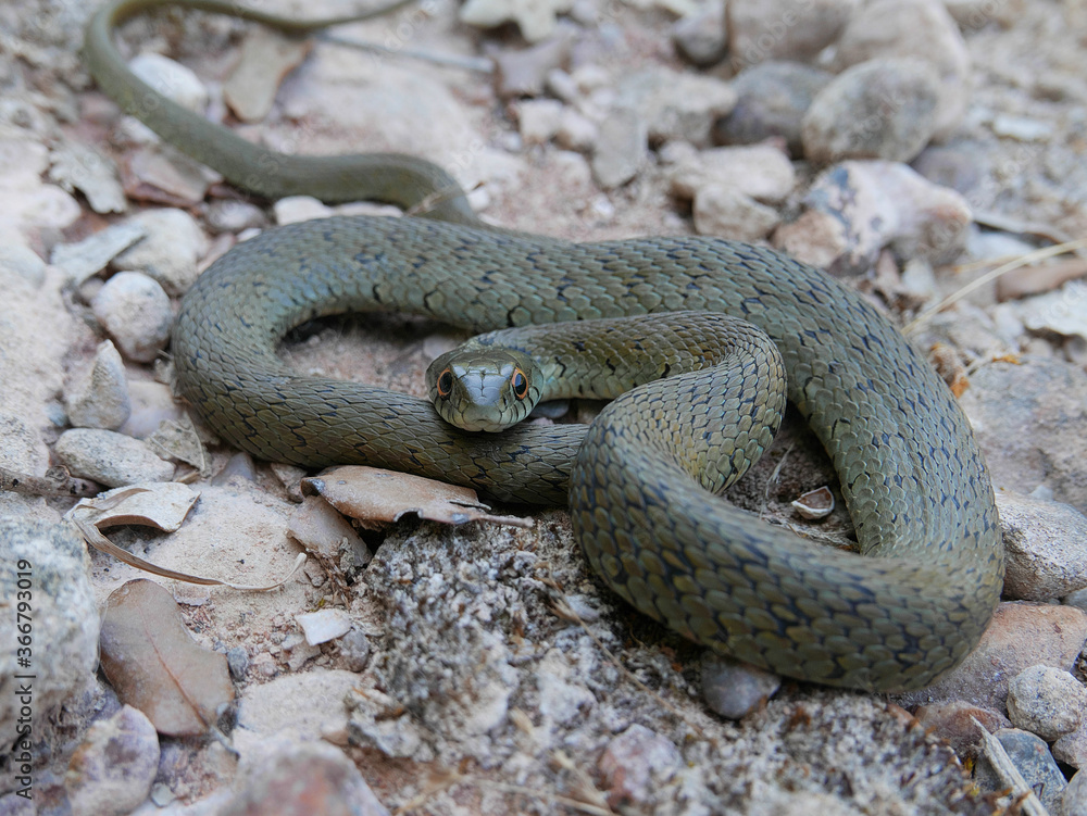 closeup photography of a snake, Natrix astreptophora, barred grass snake, picture taken in Garraf near Barcelona Spain. closeup photography of a snake, Natrix astreptophora, barred grass snake, picture taken in Garraf near Barcelona Spain.
