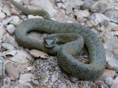 closeup photography of a snake, Natrix astreptophora, barred grass snake, picture taken in Garraf near Barcelona Spain.