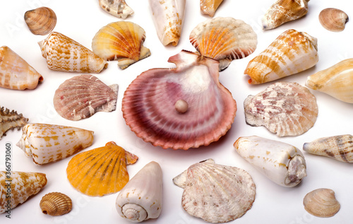 a large shell with a pearl and a set of different shells on a white background