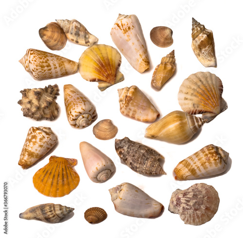 a set of different shells on a white background pattern