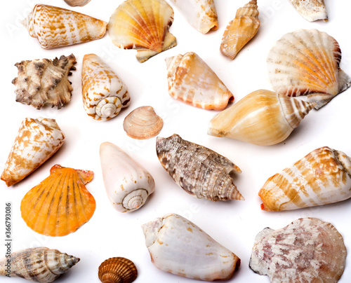 set of different sea shells on white background