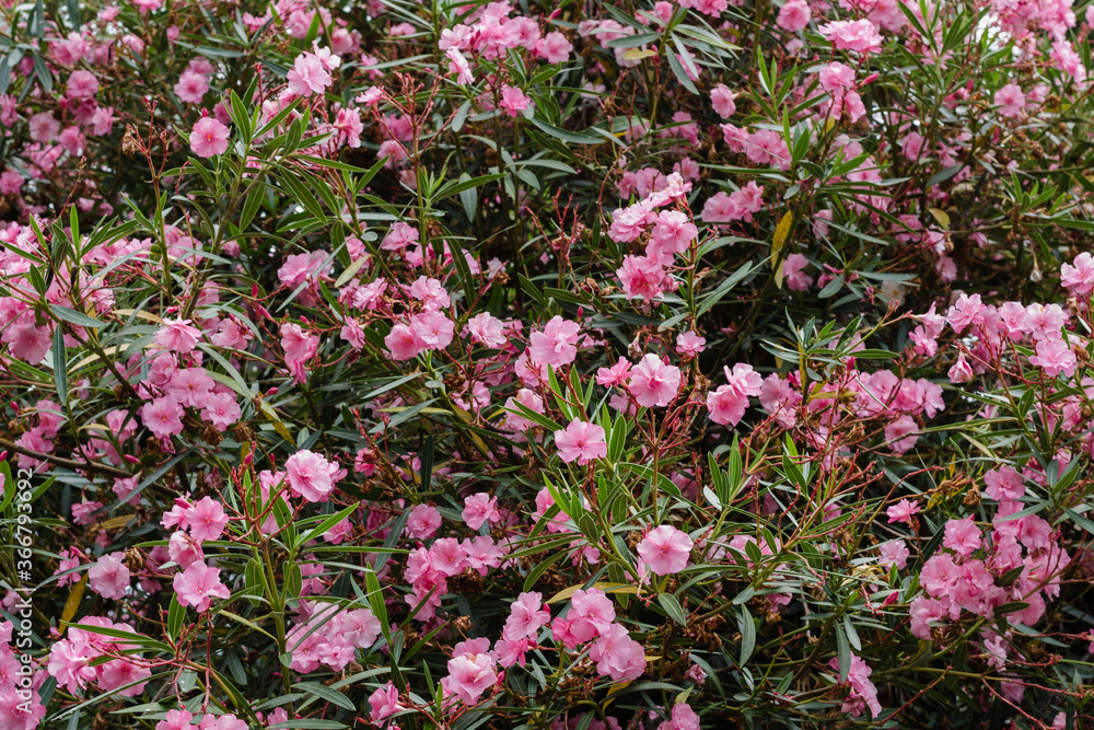 flowering shrub, oleander, blooming oleander, pink flowers, southern bush flowering shrub, oleander, blooming oleander, pink flowers, southern bush