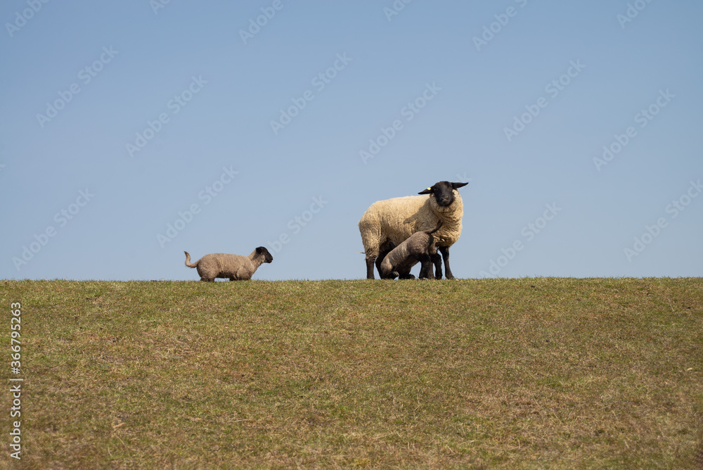 Obraz premium Schafe auf dem Deich