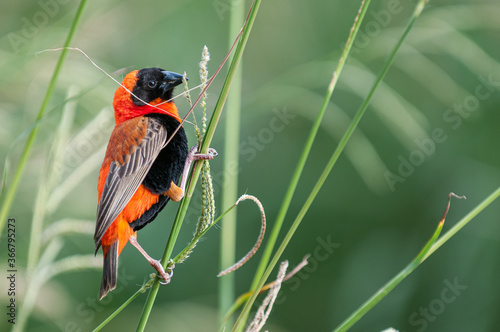 Obraz na plátně Southern red bishop (Euplectes orix)