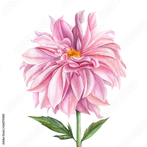 Botanical illustration. Elegant dahlia of pink flower on isolated white background, watercolor illustration