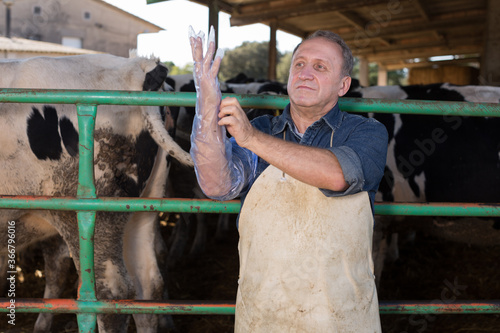 farmer prepares for artificial insemination of cows photo