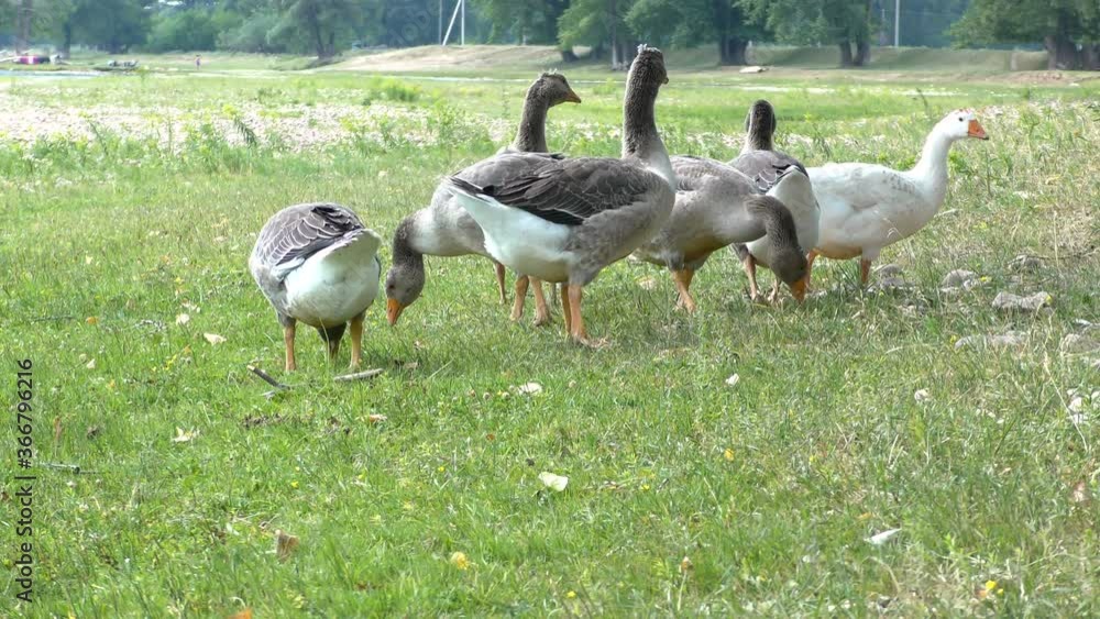 A flock of village geese eating grass by the river. A flock of village geese eating grass by the river.