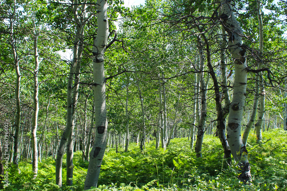 Fototapeta premium trees in the forest
