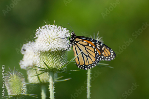 Butterfly 2019-224 / Monarch butterfly (Danaus plexippus)  © mramsdell1967