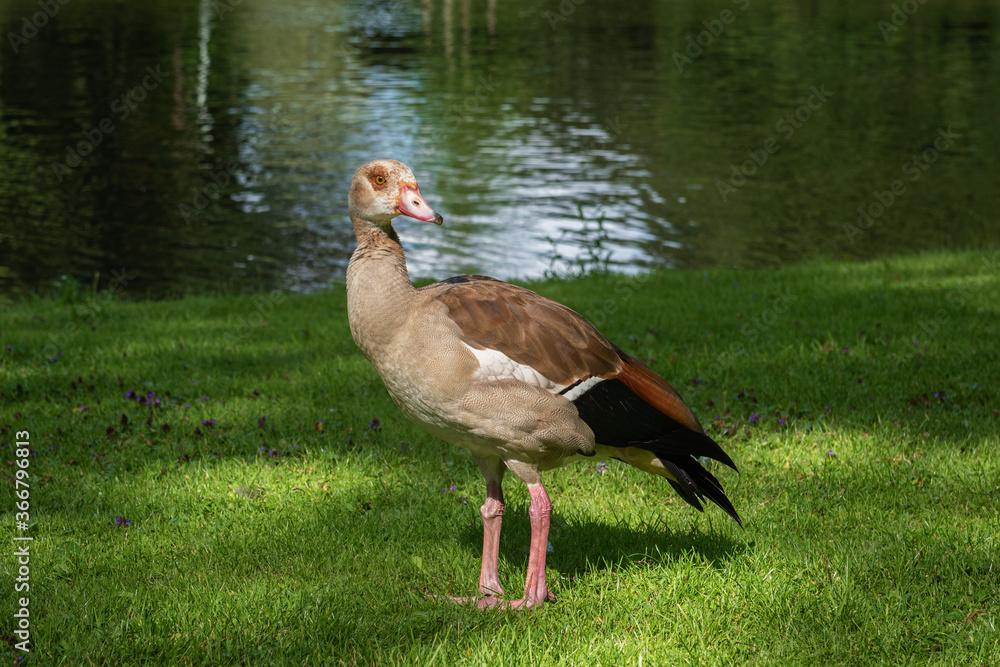 Portrait of a young Egyptian goose (Alopochen aegyptiaca) on the bank of the canal Portrait of a young Egyptian goose (Alopochen aegyptiaca) on the bank of the canal