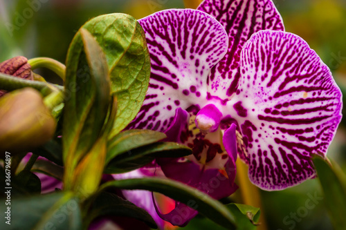 Beautiful purple orchid flower  Orchidaceae 