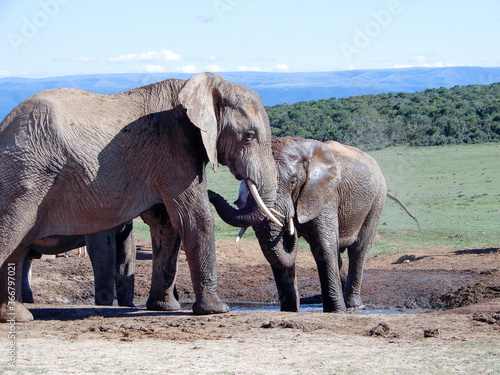 Obraz na płótnie Elephants at the pool drinking w salonie