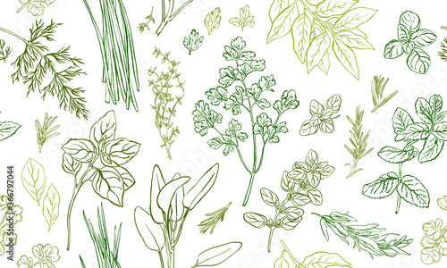 Herbs and spices seamless pattern, hand drawn botanical background