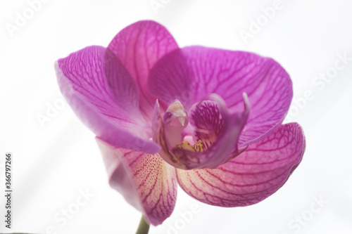 Beautiful purple orchid flower  Orchidaceae 