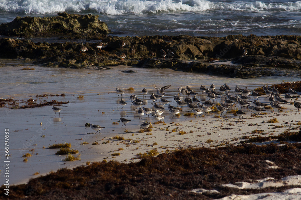Fototapeta premium Wildlife. Seabirds. Flock of Calidris alba, also known as Sanderlings, in the beach. The ocean waves, white sand, sargassum seaweed and rocks. 