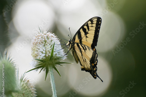 Butterfly 2019-226 / Tiger Swallowtail (Papilio glaucus) © mramsdell1967