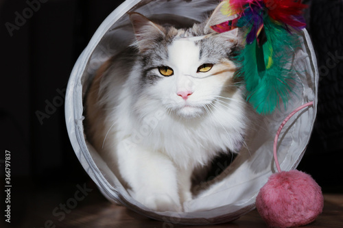 A young purebred long-haired Norwegian forest cat 10 months old looks out of a tunnel of white color.The color calico.Close up.