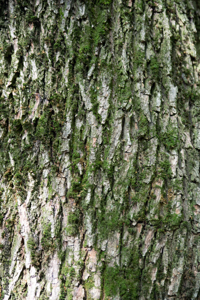 Relief texture of the brown bark of a tree with green moss and lichen on it. tree bark texture. Relief texture of the brown bark of a tree with green moss and lichen on it. tree bark texture.