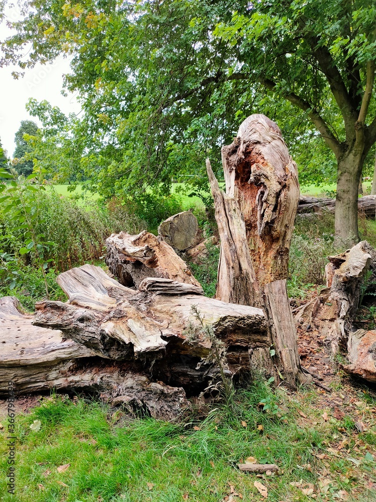 Obraz premium old tree stump