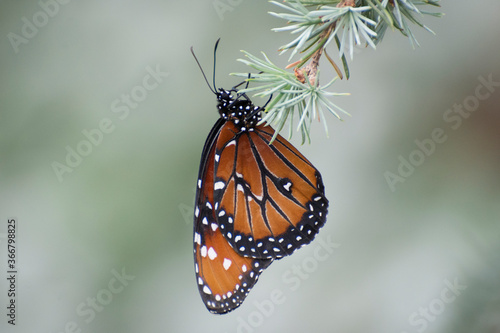 Butterfly 2019-1a / Queen Butterfly (Danaus gilippus) © mramsdell1967