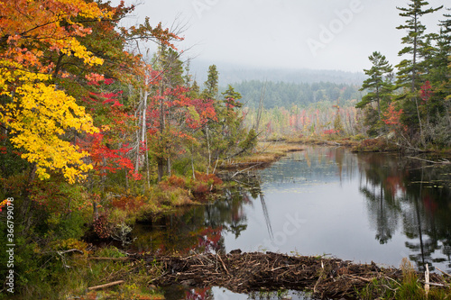 A wetland with a beaver dam surrounded by a colorful forest in the autumn season in Adirondack National Park, Upper New York