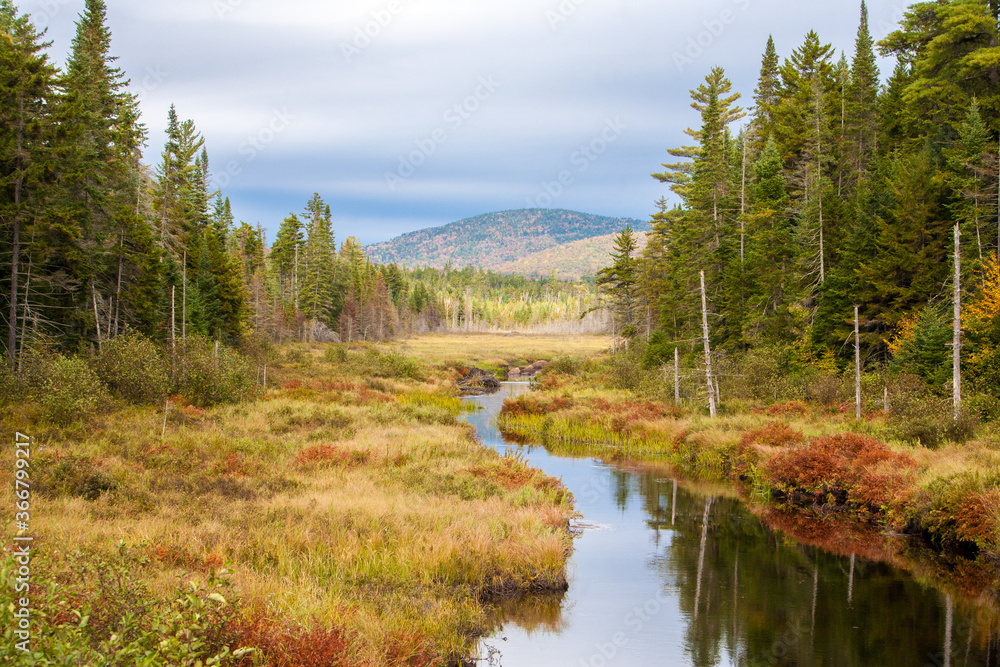 A wetland surrounded by a forest in Adirondack National Park in Upper New York A wetland surrounded by a forest in Adirondack National Park in Upper New York