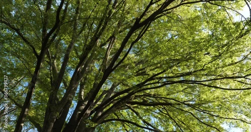 Ginkgo biloba, commonly known as ginkgo or gingko or maidenhair tree. photo