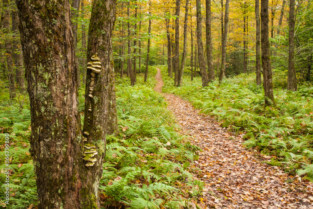 A tgrail through a hardwood forest in Adirondack National Park in Upper New York