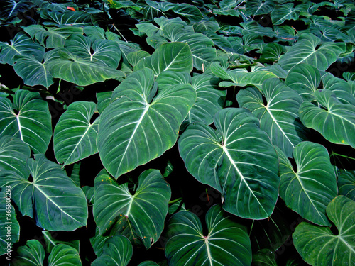 Tropical foliage (Philodendron gloriosum)