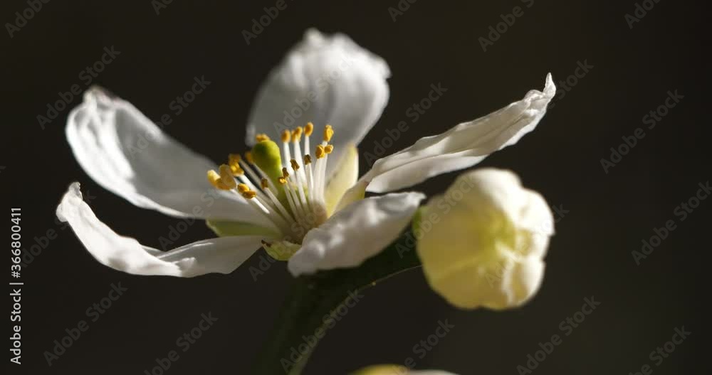 Trifoliate orange also known as Citrus trifoliata or Poncirus trifoliata Trifoliate orange also known as Citrus trifoliata or Poncirus trifoliata