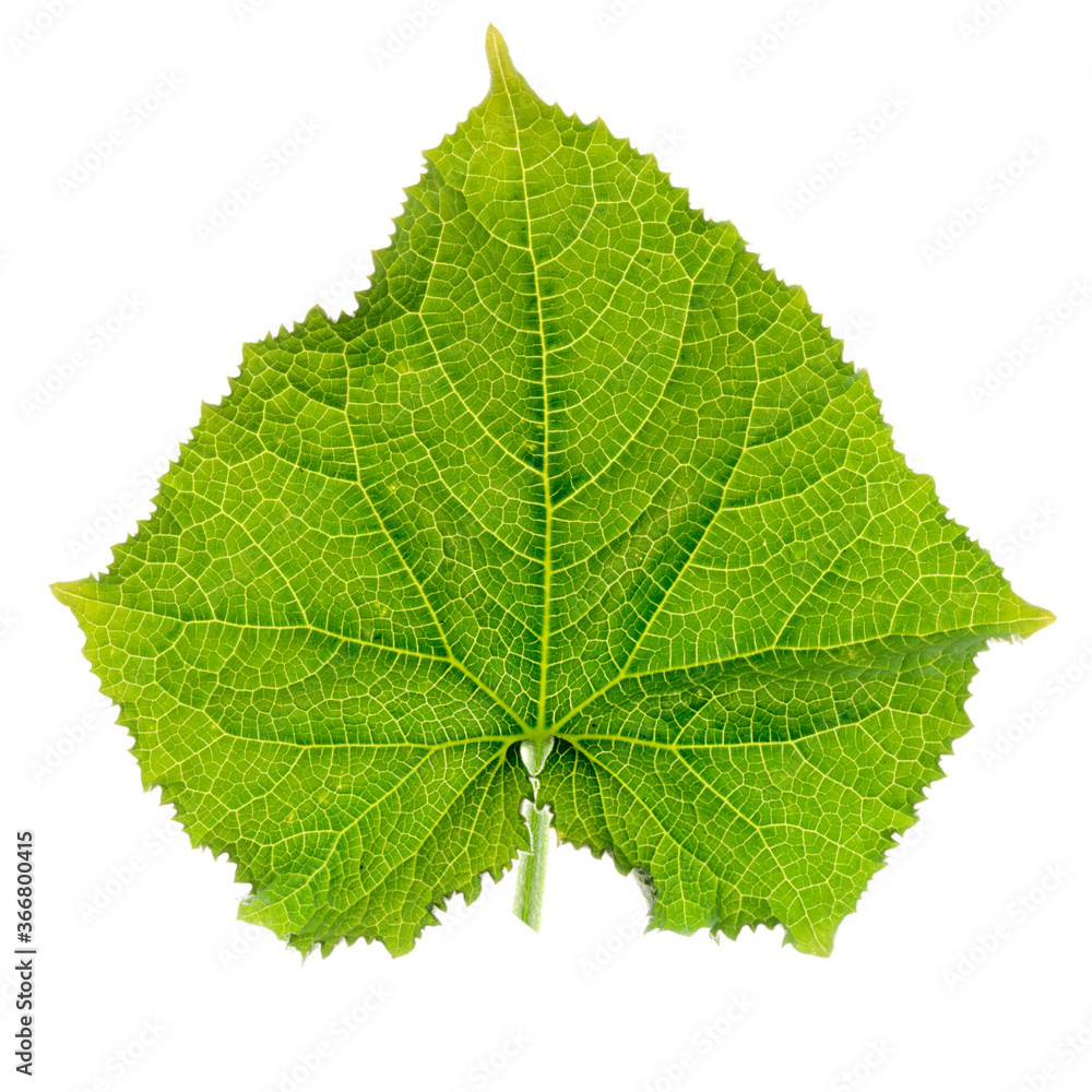 Green cucumber leaf, back light, isolated on white Green cucumber leaf, back light, isolated on white