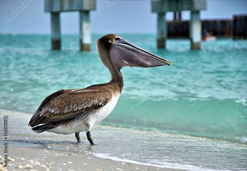 Pelican in the Gulf of Mexico enjoying the surf and sun 