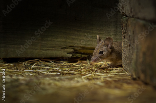Field Mouse (mus musculus)